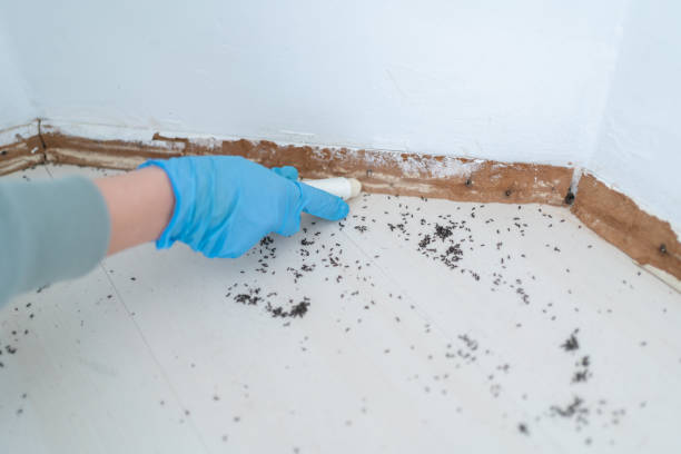 Best Flea Control Services  in Bonner West Riverside, MT